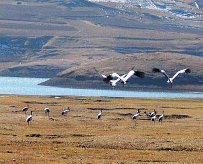 会泽黑颈鹤自然保护区