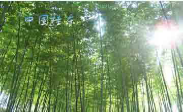 桂东南华青青竹林