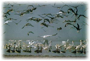 南风坳候鸟观赏处