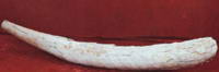 东方剑齿象牙化石