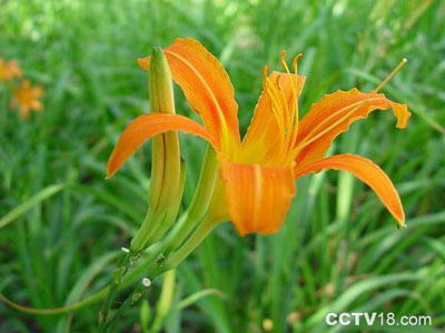 南方花卉交易中心