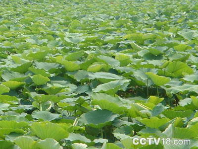 万顷沙原野庄园