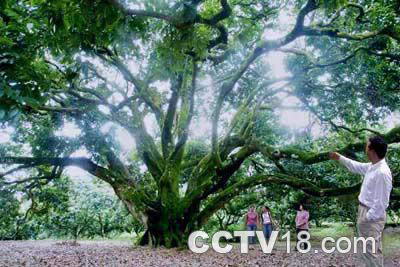 从化“荔枝王”