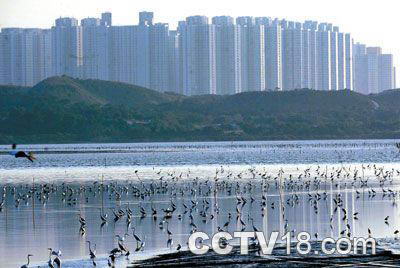 红树林自然保护区