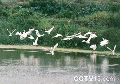 顺德均安生态乐园