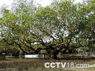 湛江红树林自然保护区