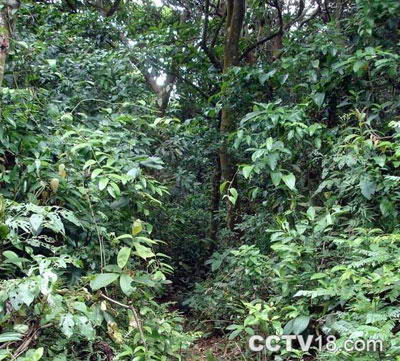 石板岭原始森林