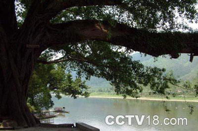 古树第一村--蕉园