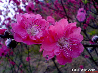 花世界生态旅游区