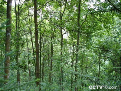 万有国家森林公园