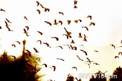 潼湖湿地自然保护区