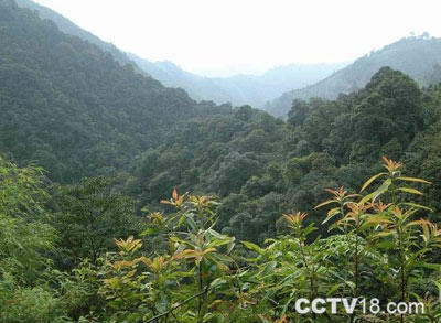 大瑶山自然保护区