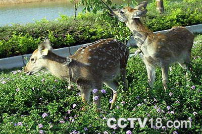 斑龙生态科技园