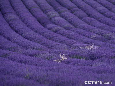 薰衣草世界