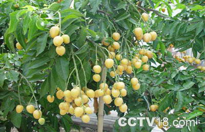 无核黄皮观赏园