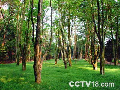 良凤江国家森林公园