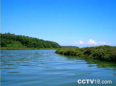 英罗红树林保护区