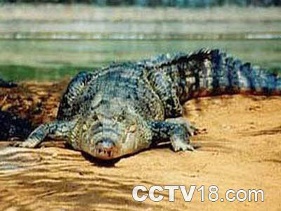 东山湖热带野生动物园