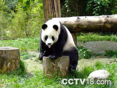 成都大熊猫生态公园