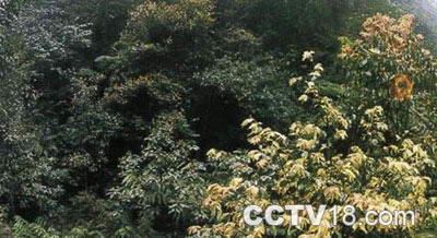 高石梯森林公园