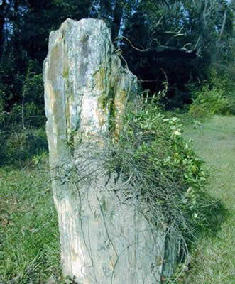 长山岭硅化木景区