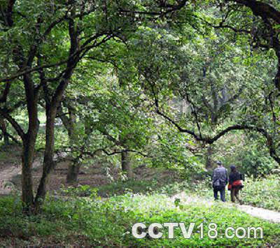 张坝桂圆林风景区