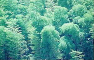 大竹林森林公园