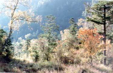 楠木沟自然保护区