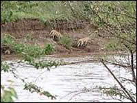 渔父村森林公园