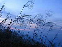 凤凰山省级森林公园