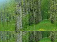 盐亭高山森林公园