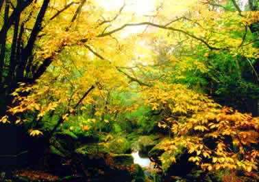 米仓山自然保护区