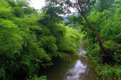 锣坝国家森林公园