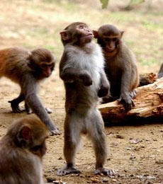 林则野生猕猴观赏点