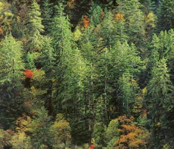 波密岗自然保护区