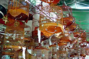 园圃街雀鸟花园