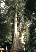 观雾森林游乐区