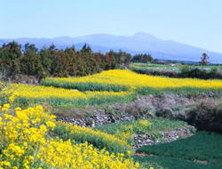 汉拿山国立公园