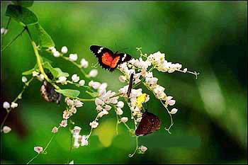 珍宝兰花及大红花园