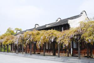 乌镇紫藤青年旅舍