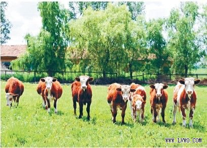 第6位黑龙江垦区：世界农都