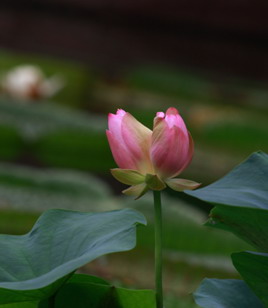 太空莲之一的“国庆红”莲花
