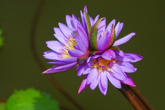 太空莲之一的“国庆红”莲花