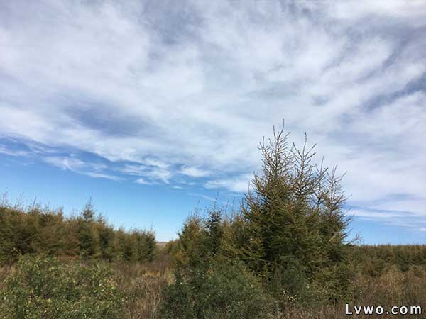 张北坝上草原风景图