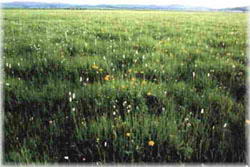 闪电河草原度假村