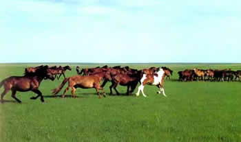 内蒙古希拉穆仁草原旅游中心风景图