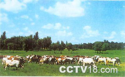 珠日河草原旅游区风景图