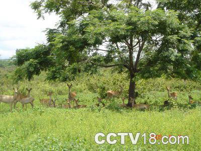 龙潭山鹿场风景图