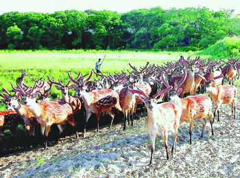 龙潭山鹿场风景图