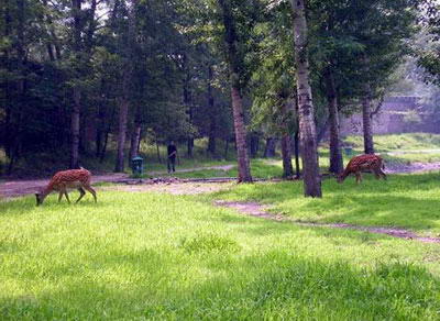 龙潭山鹿场风景图